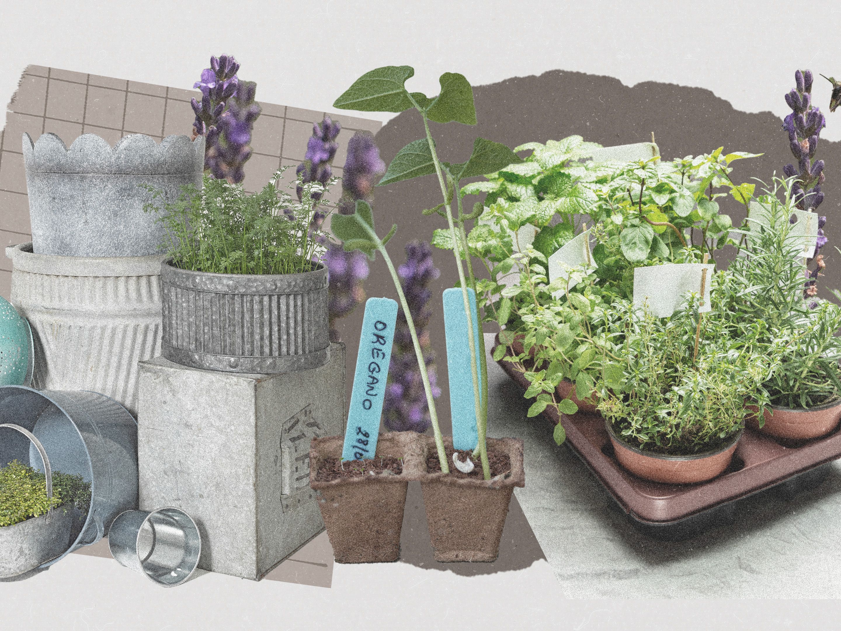traditional herbal plant scenery