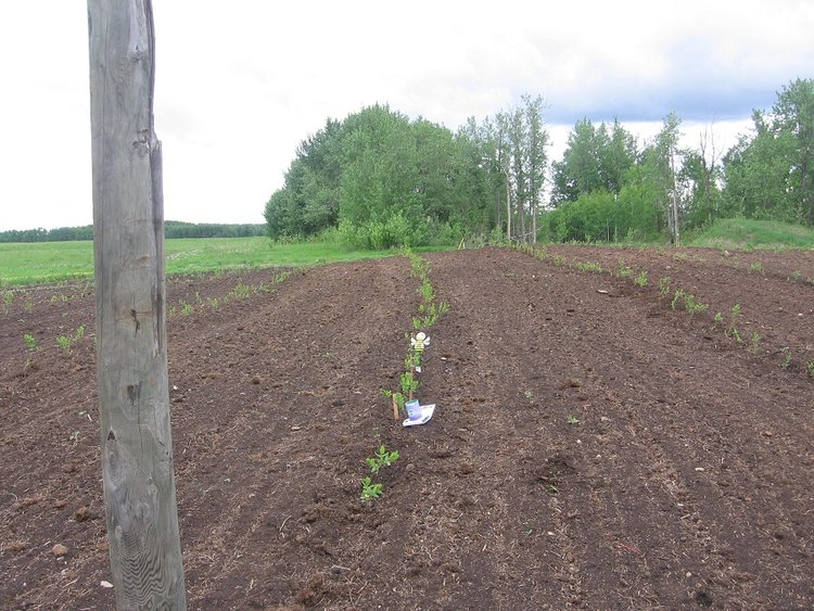 orchard berries soil