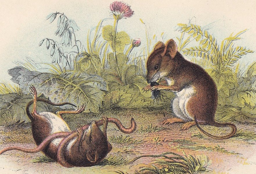 1896 Harvest Mouse Print - Natural History Print - Rodent Print