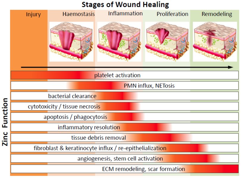 beta-sitosterol-wound-burn-healing-tb9lc2px
