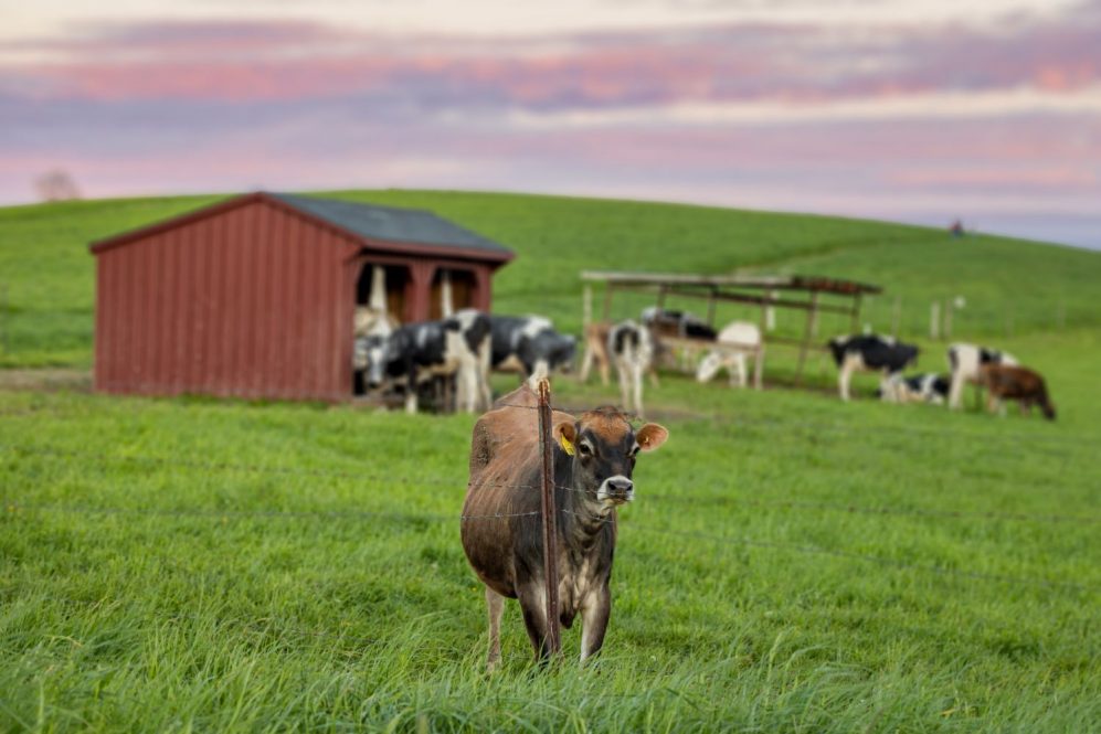 livestock farm scenery