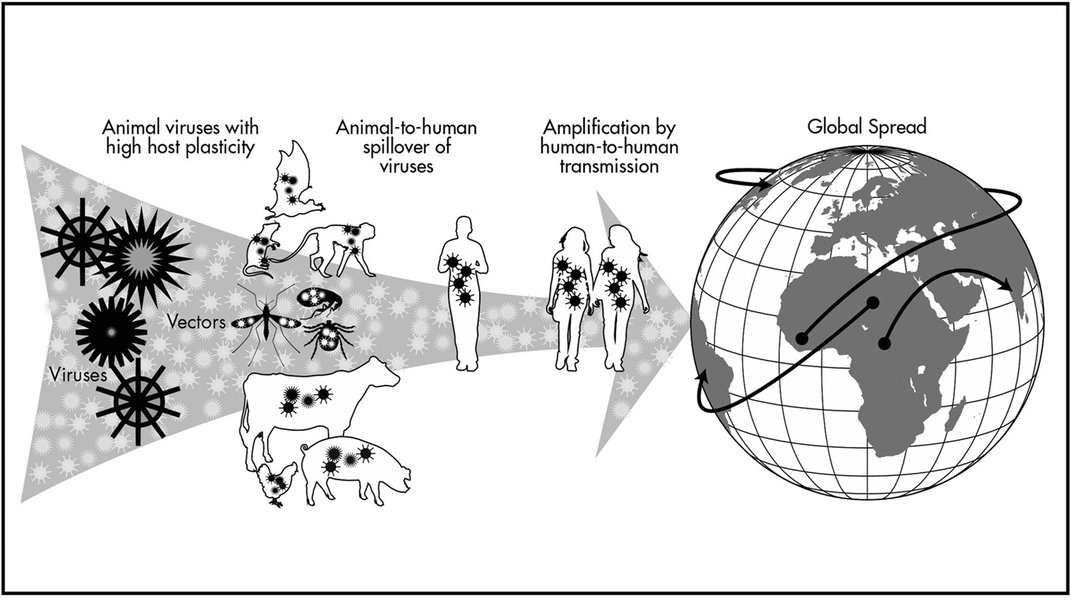 Diagram showing zoonotic virus transmission pathways
