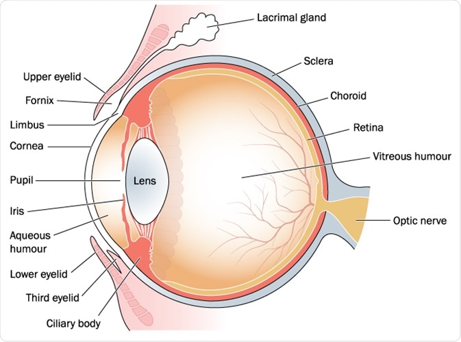forensic laboratory vitreous humor analysis