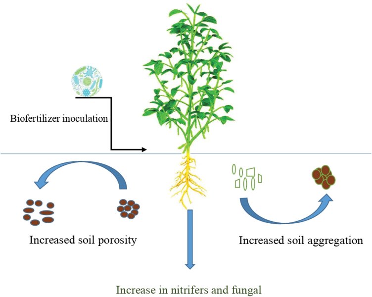 Graphical abstract showing biofertilizers enhancing plant growth