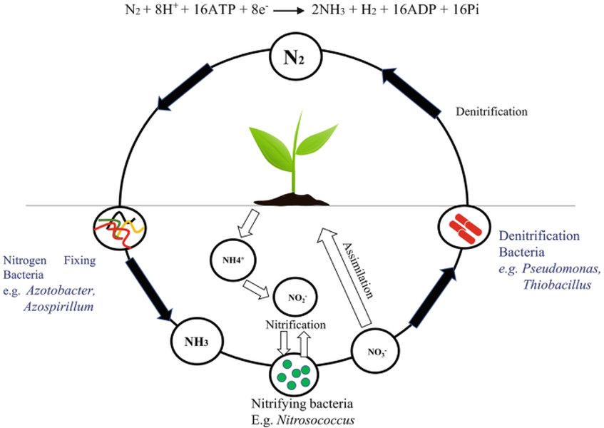biofertilizer-mechanisms-visualized-7109lk5x