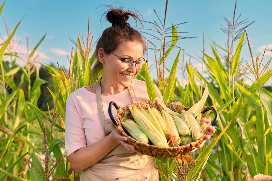 maize field organic fertilizer