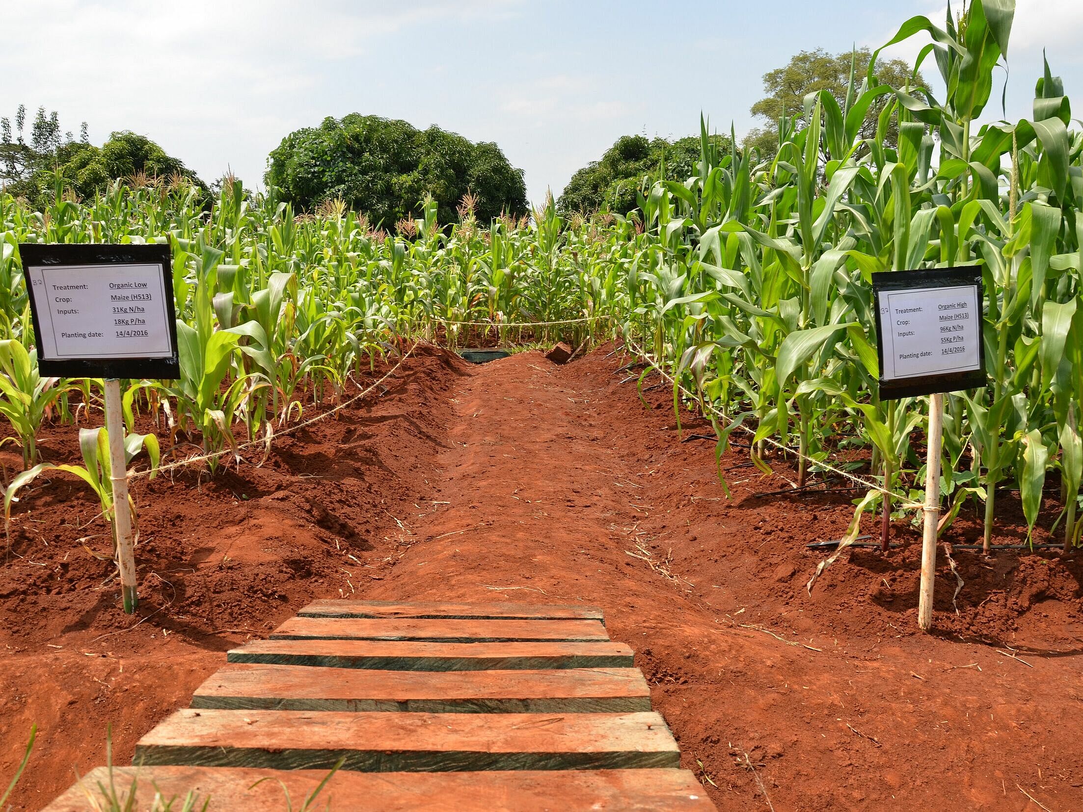 tropical field with maize and organic inputs