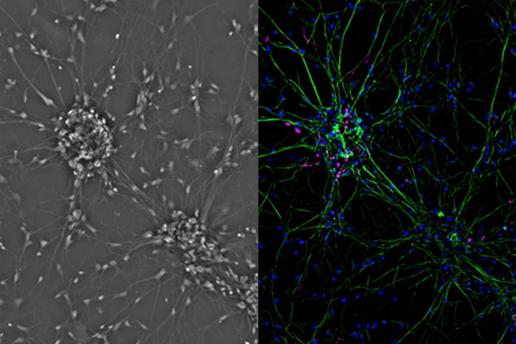 microscopic images of cell cultures and nucleic acids