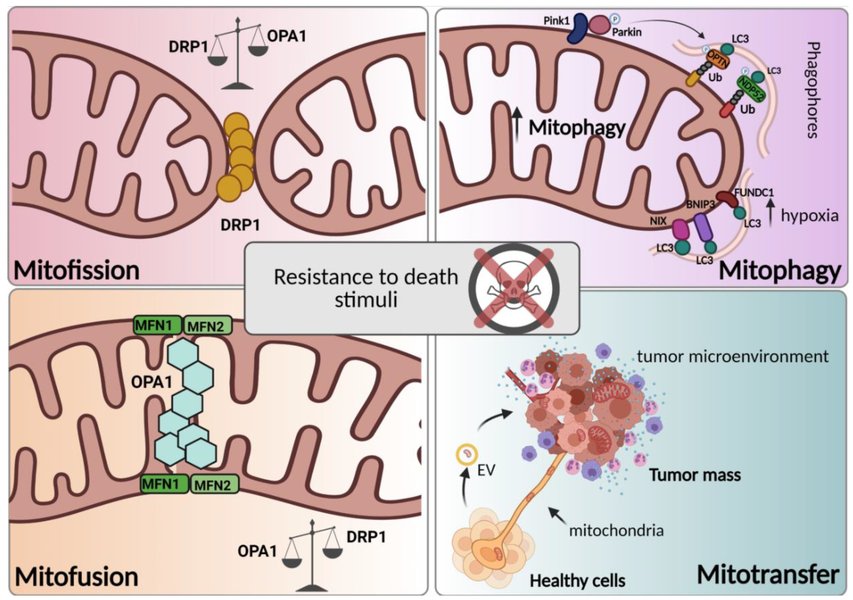 Ithy - Unveiling the Markers of Optimal Mitochondrial Function