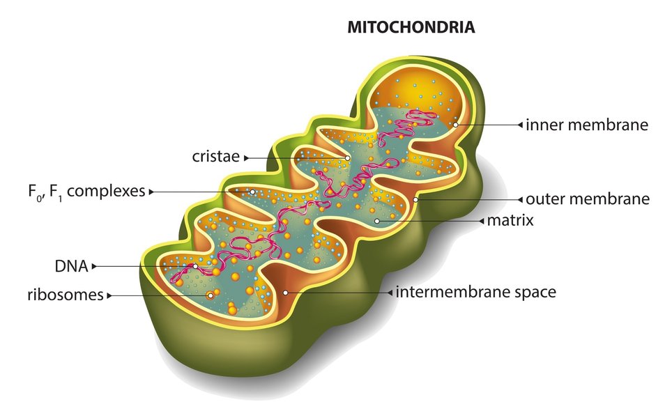biomarkers-optimal-mitochondrial-function-ylmudzoi