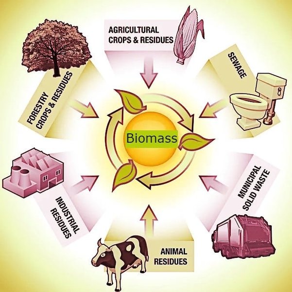 biomass-energy-explained-sources-methods-srw2r1bw