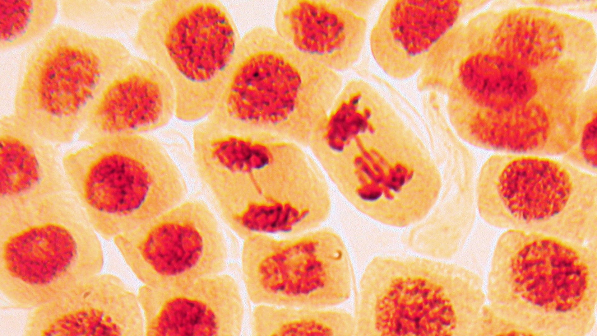 microscopic cell division, DNA replication laboratory