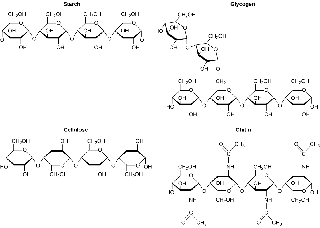 molecular structures bio chemistry
