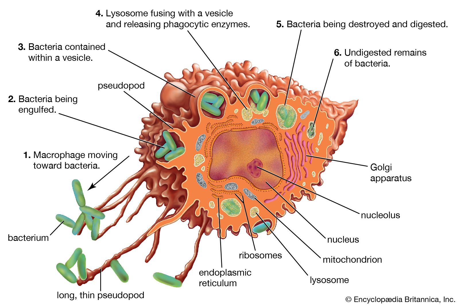 macrophages immune cells structure
