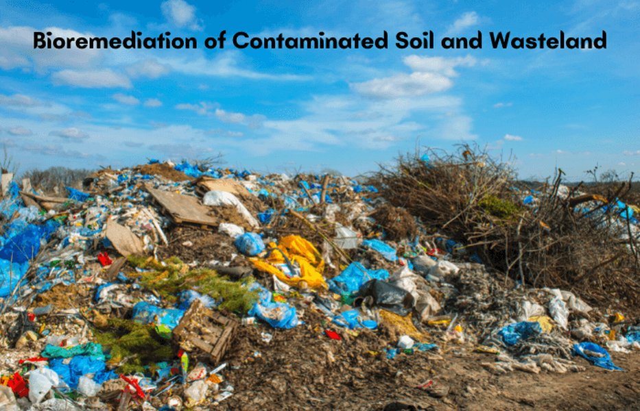Bioremediation of Contaminated Soil