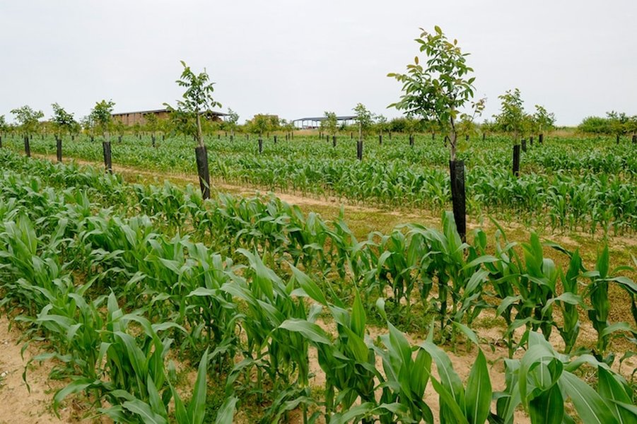 green plants field