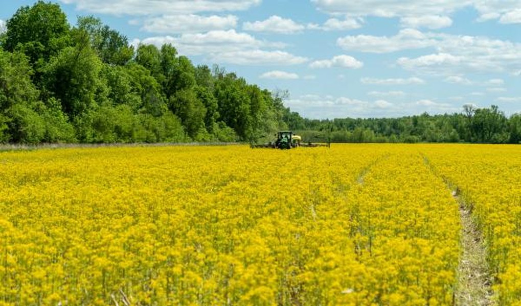 agriculture plants field