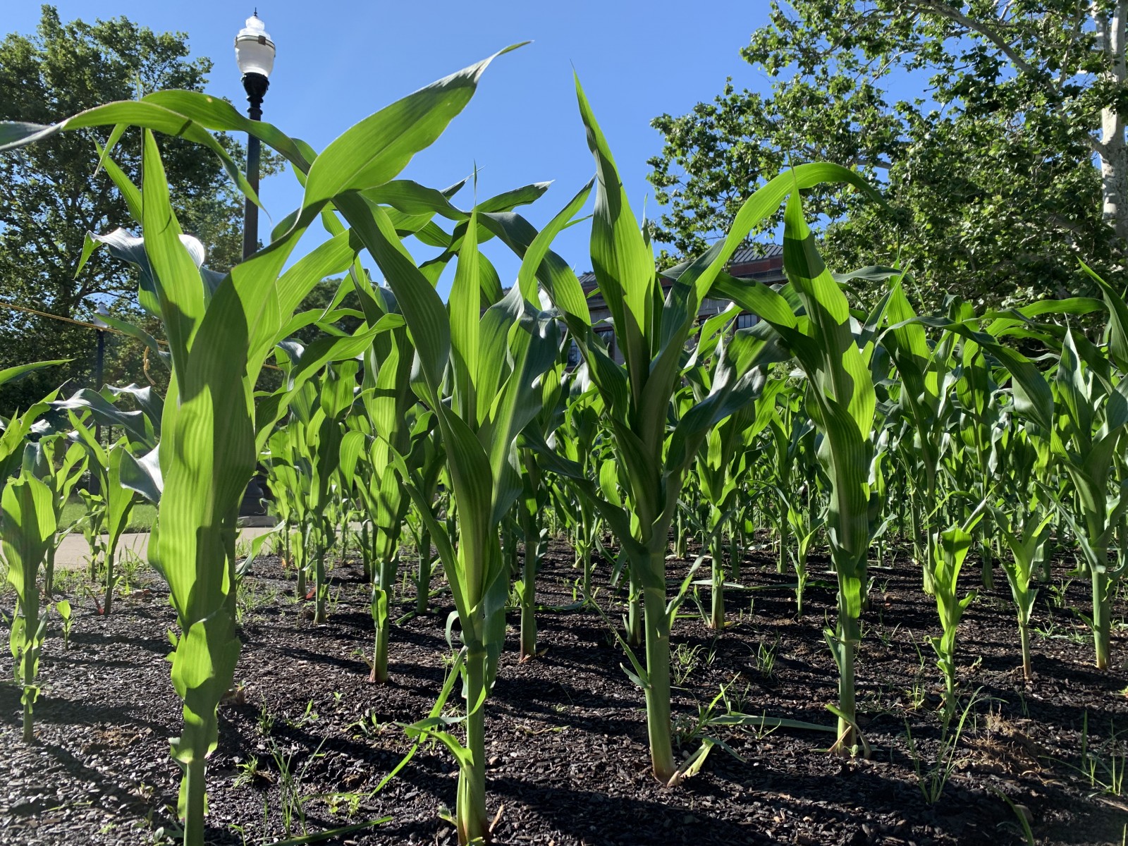 agricultural field with corn and compost