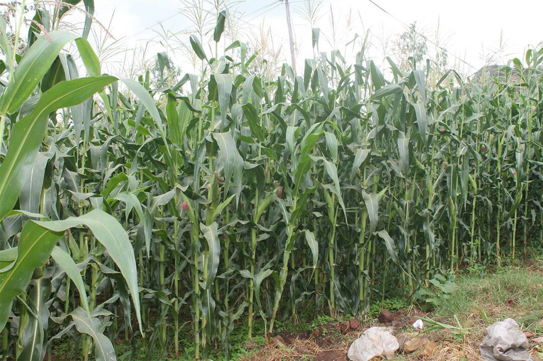 maize field in senegal with compost and fertilizers