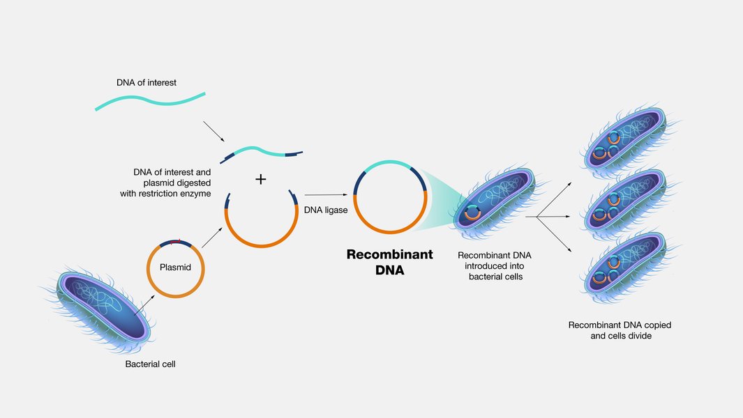 Proceso de Tecnología de ADN Recombinante