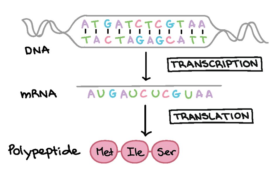 biotechnology-genetic-code-proteins-pury43yu