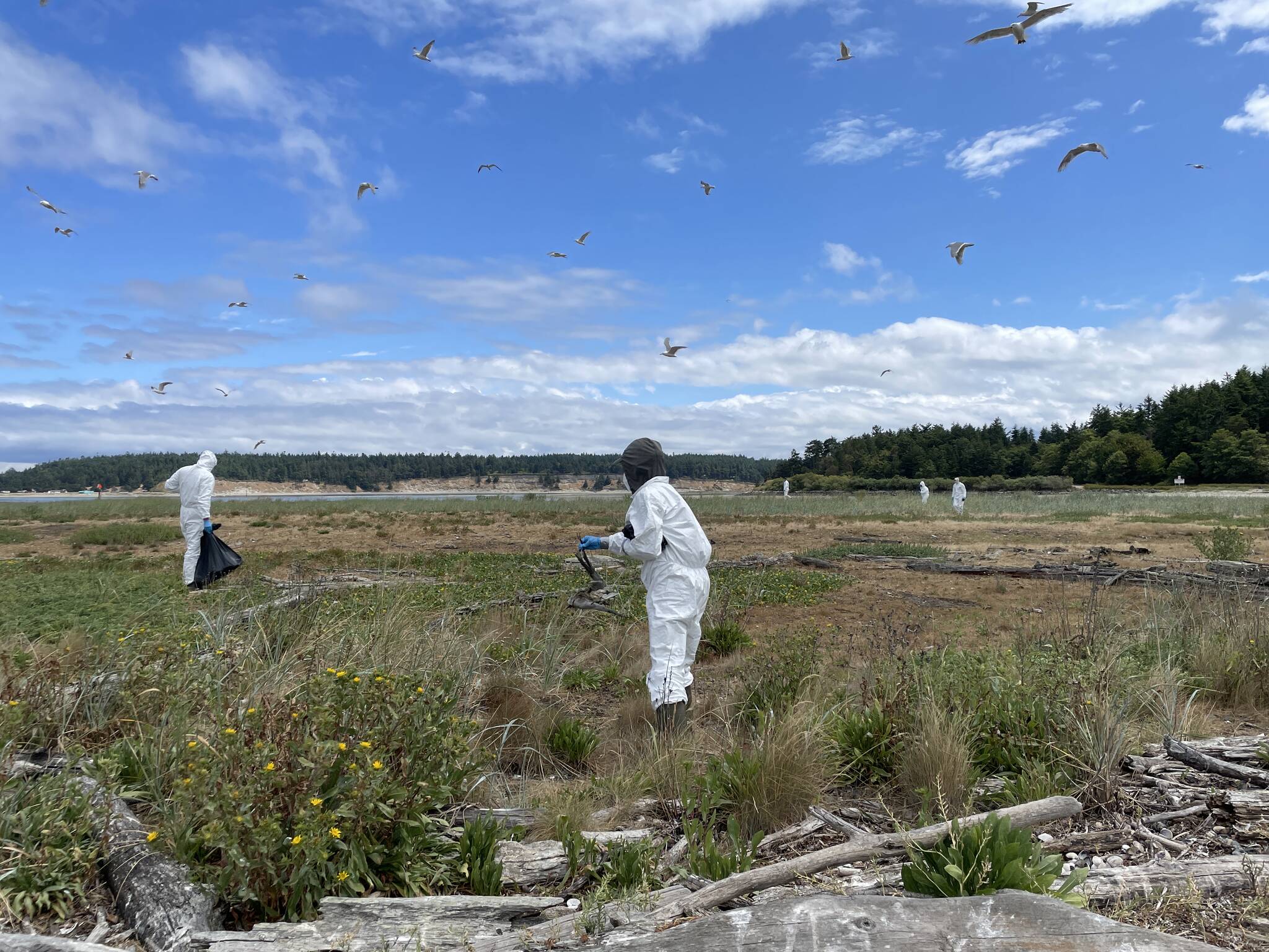 bird flu outbreak agricultural scenery