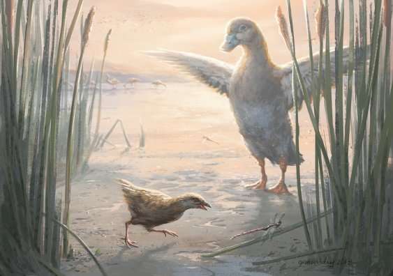 birds, waterfowl, flightless birds, nature scenery