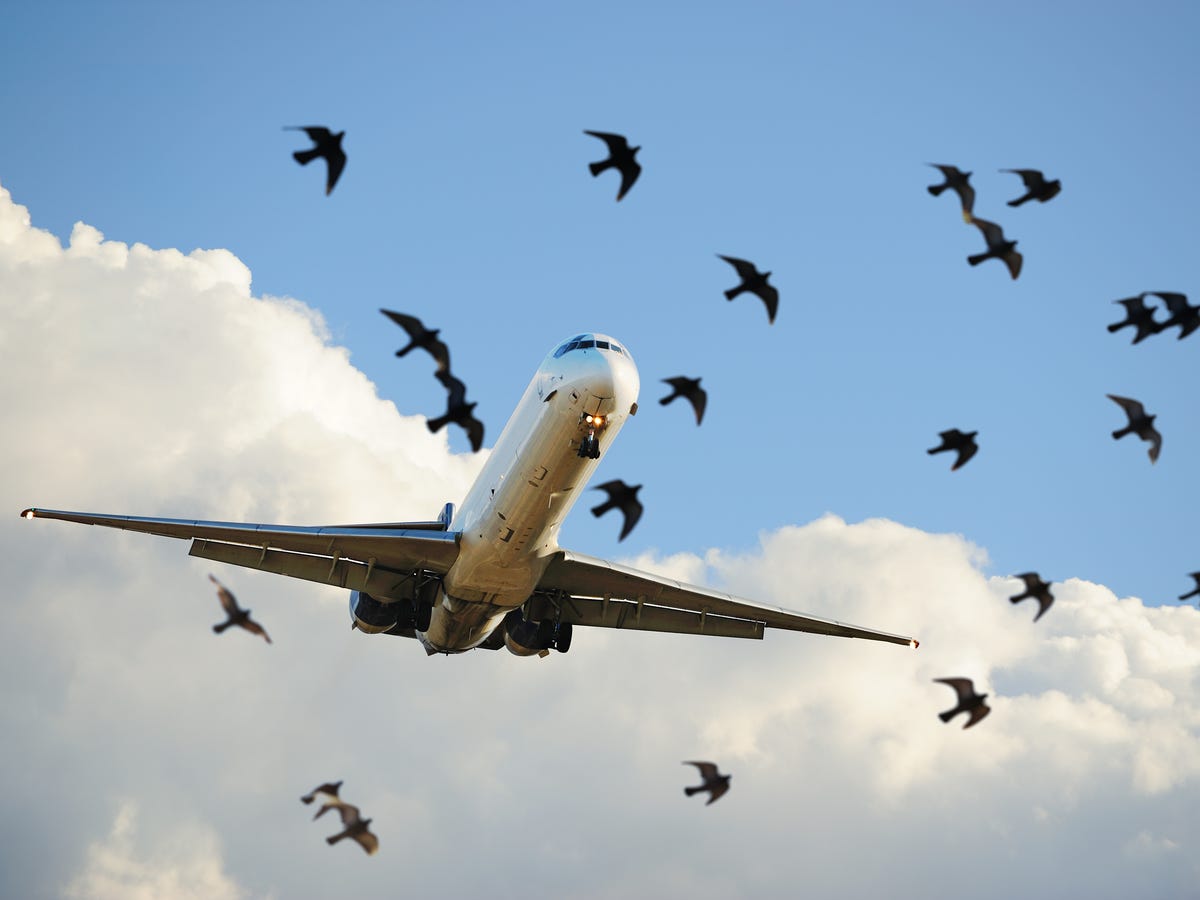 bird and airplane in sky