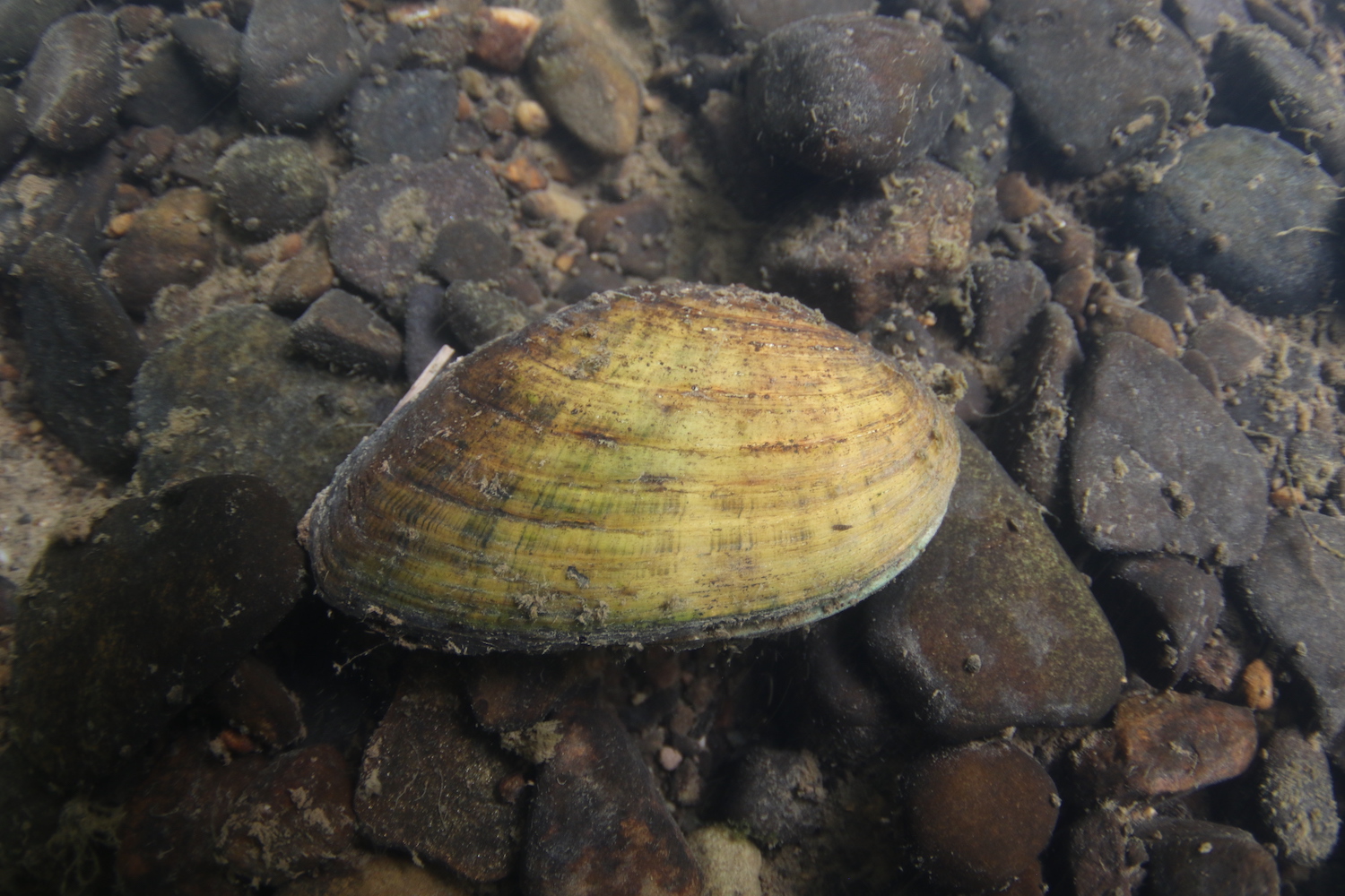 wetland bivalve ecosystem, natural riverbeds, and shell formations