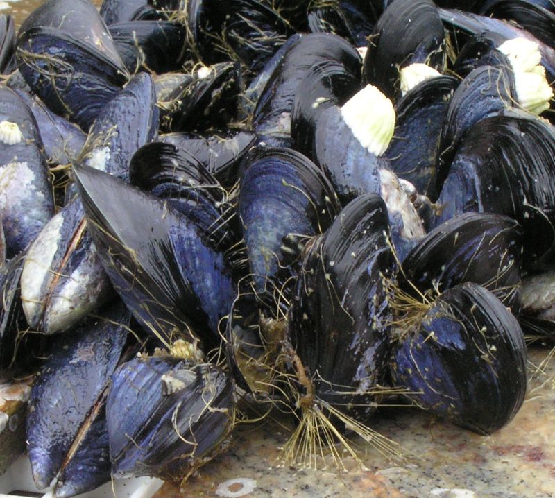 coastal mussels rocks sea