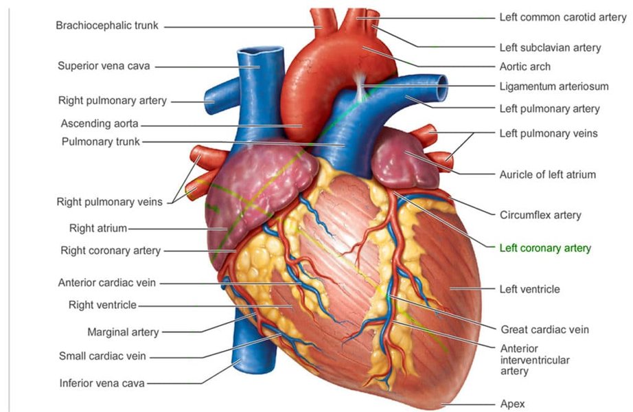 heart anatomy diagram