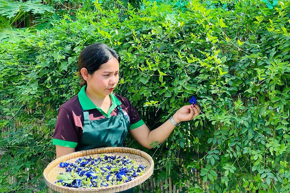 butterfly pea flower field