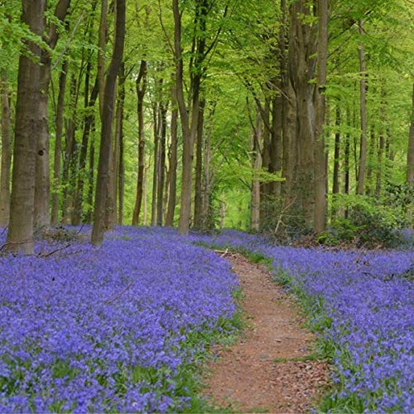bluebell-flower-guide-8xp6e57f