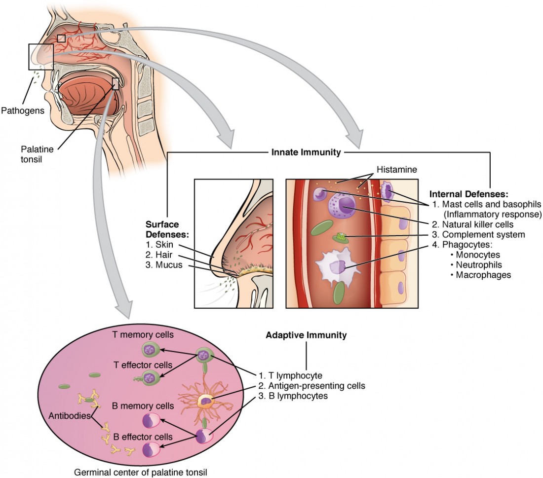 human immune system barriers