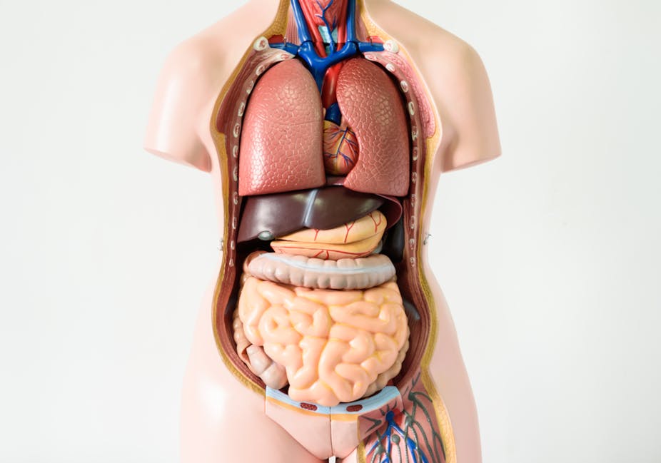 human body organs