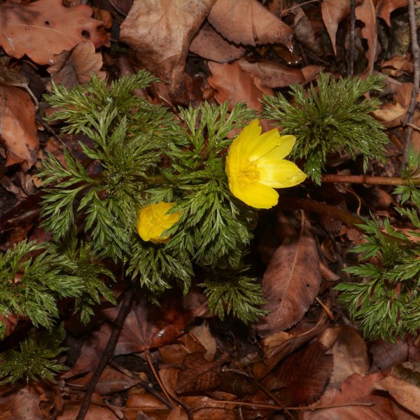 botanical-characteristics-adonis-amurensis-ttfxmn16