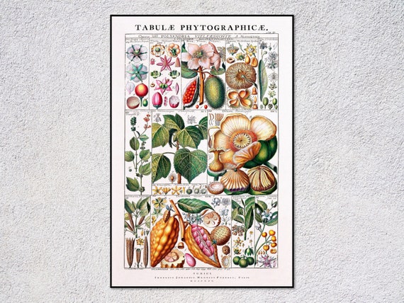 historical botanical illustrations, antique plant drawings