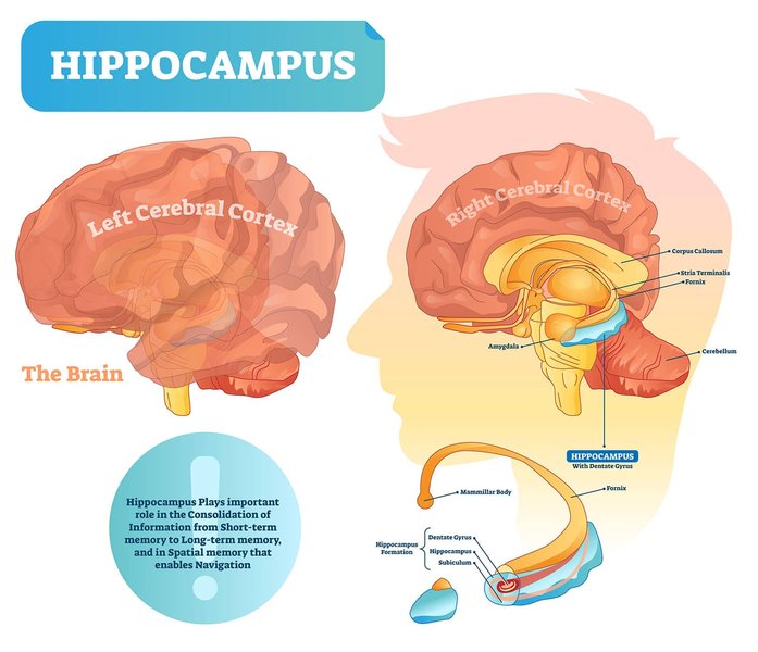 Diagram showing the location of the hippocampus within the human brain