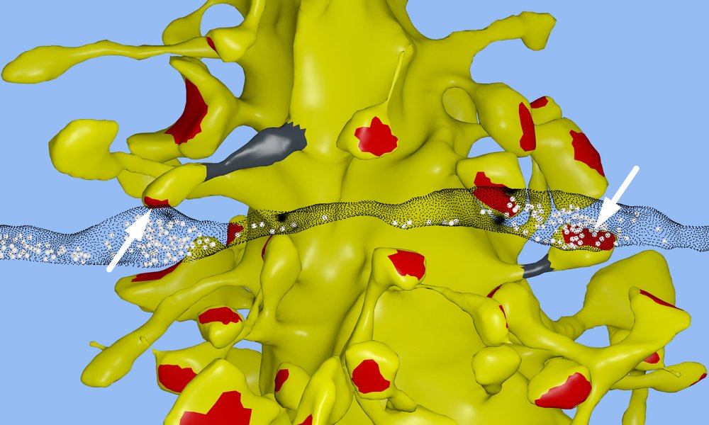 Microscopic image illustrating synaptic connections between neurons