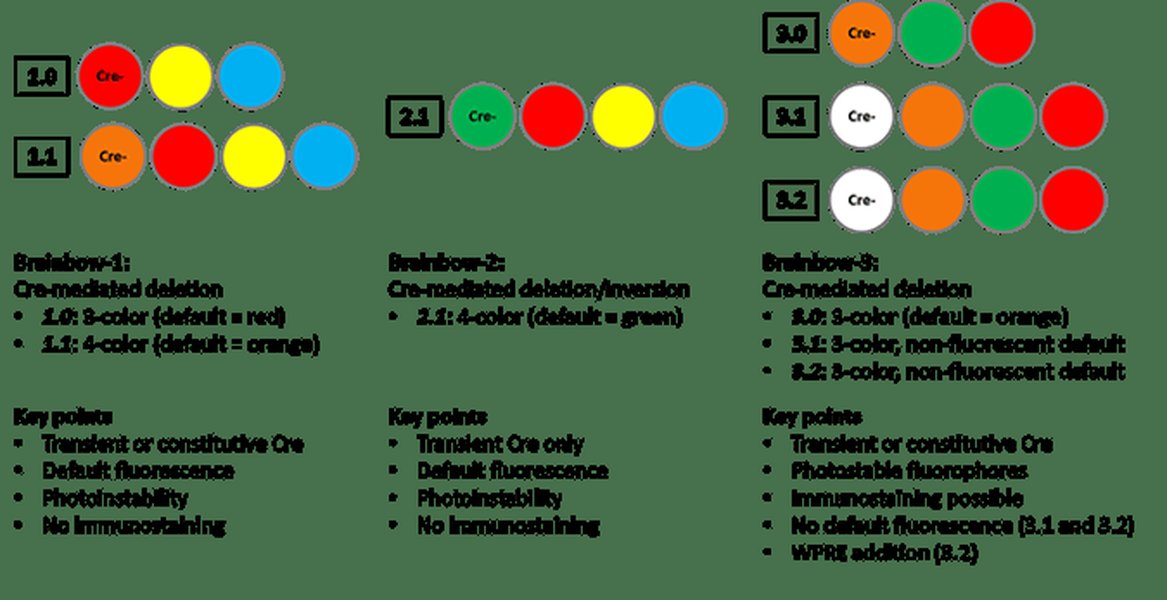 brainbow-cre-lox-mechanisms-quvbee4b