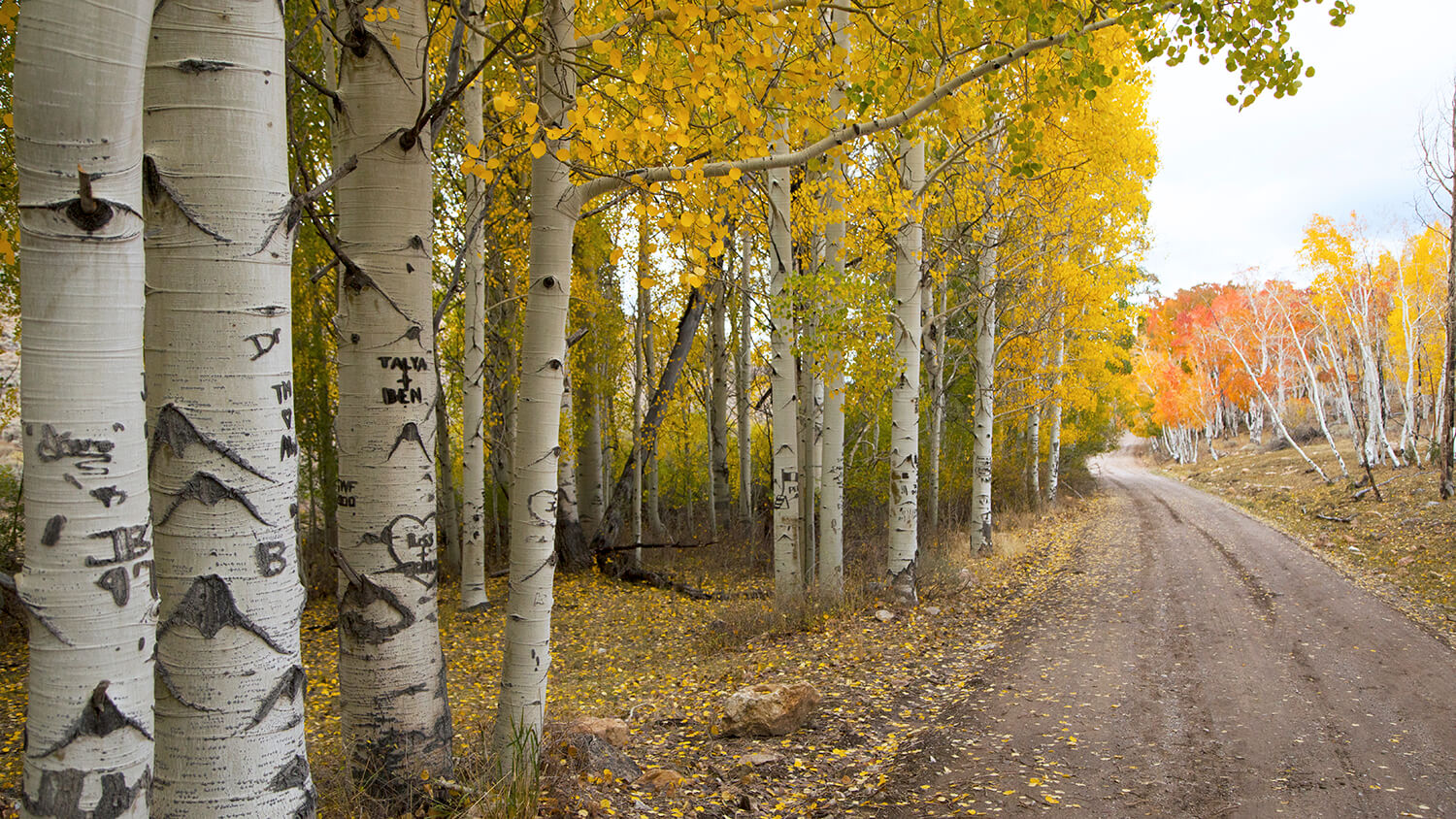 scenic road to success