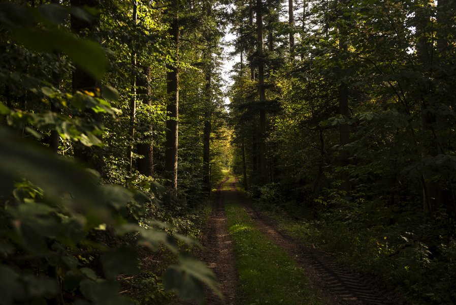 Hiking trail in the Black Forest near Breisach