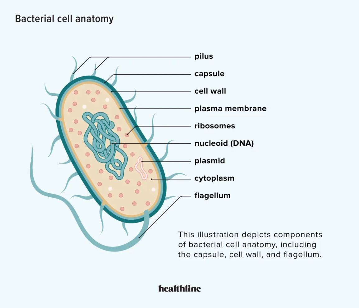 pathogens microbiology cells