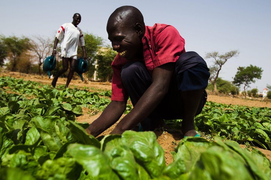 business-plan-ferme-integree-senegal-bzobccht