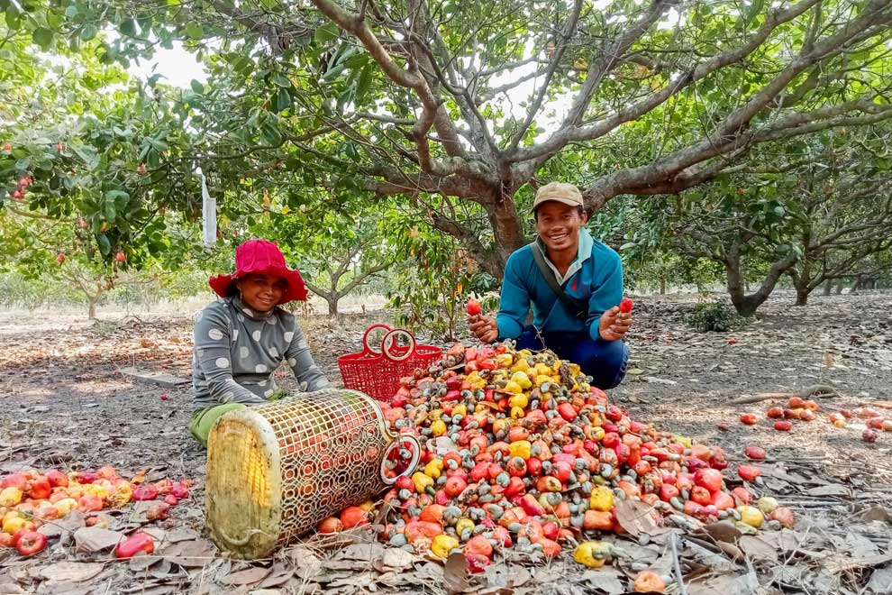 cashew nut harvest field