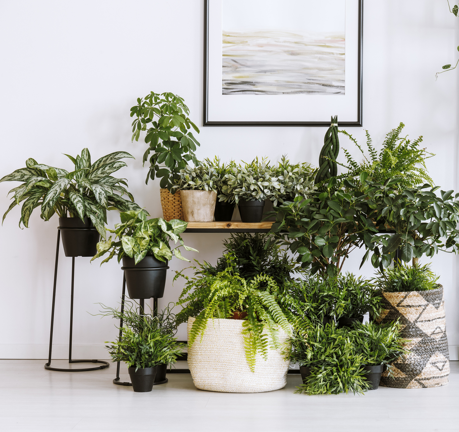 tropical houseplant care setup