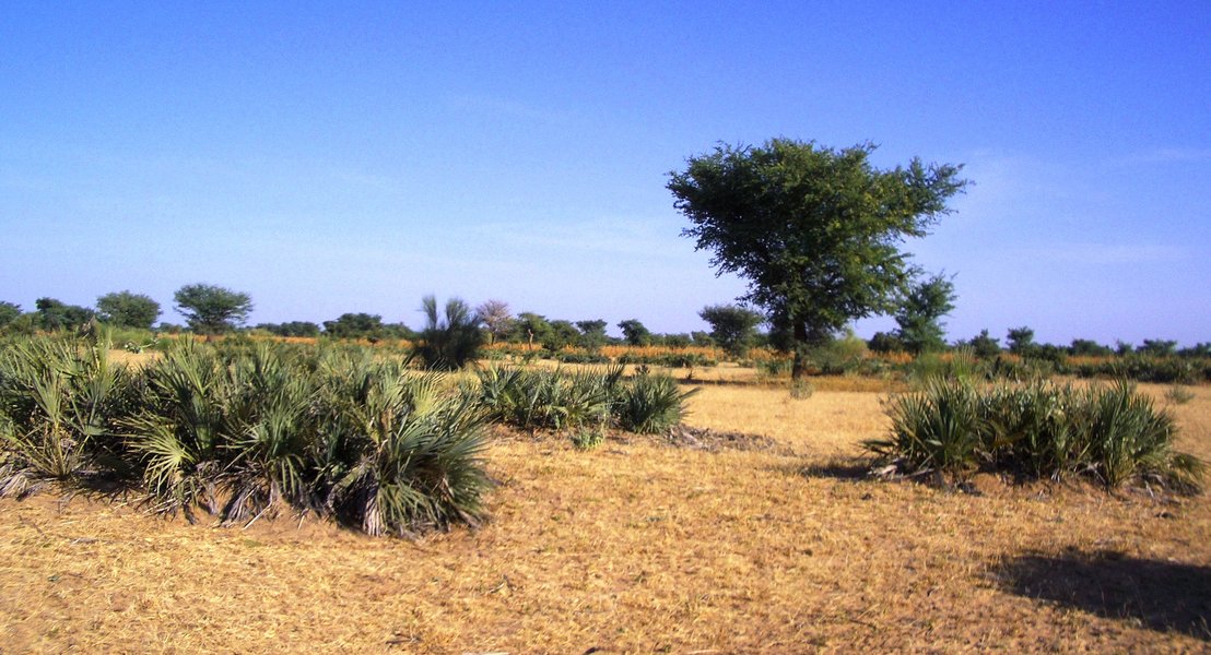 Plantation de palmiers doum