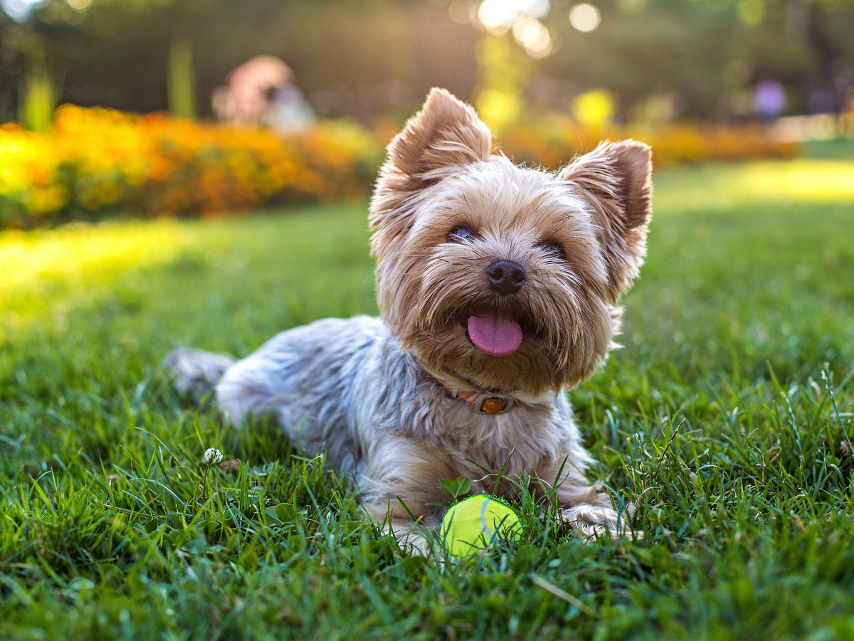 calm small dog outdoor
