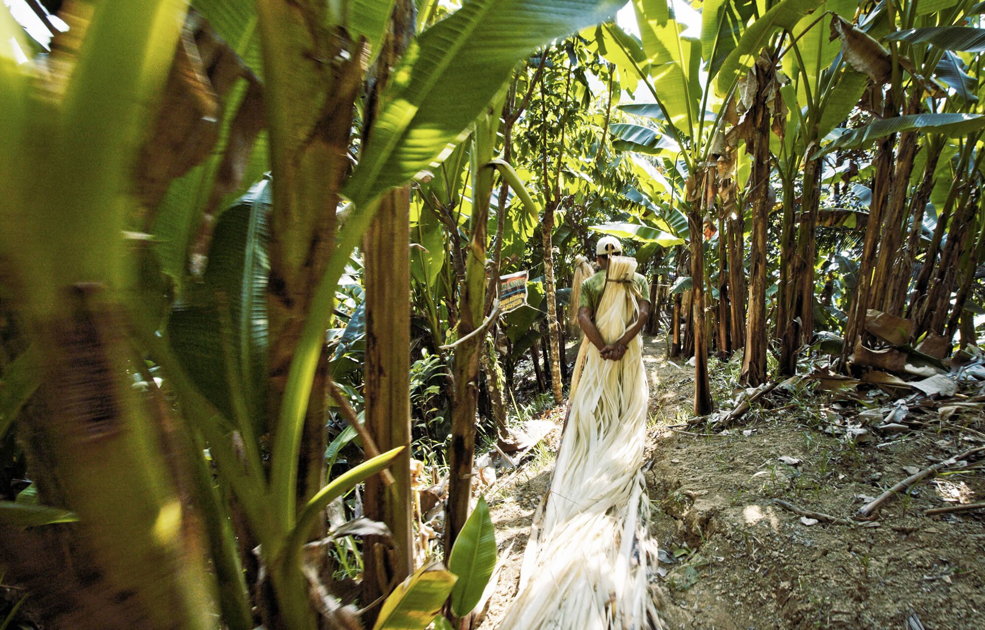 tropical plant fiber extraction
