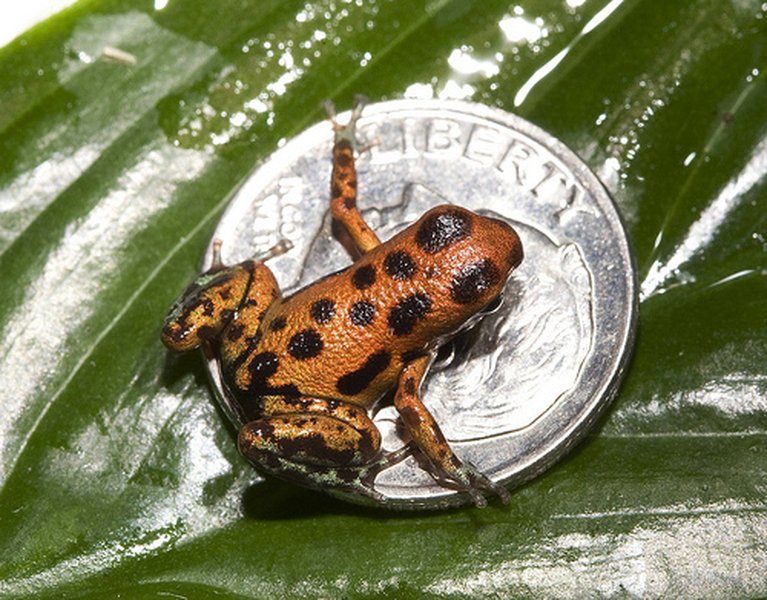 Strawberry Dart Frog showcasing vibrant red color